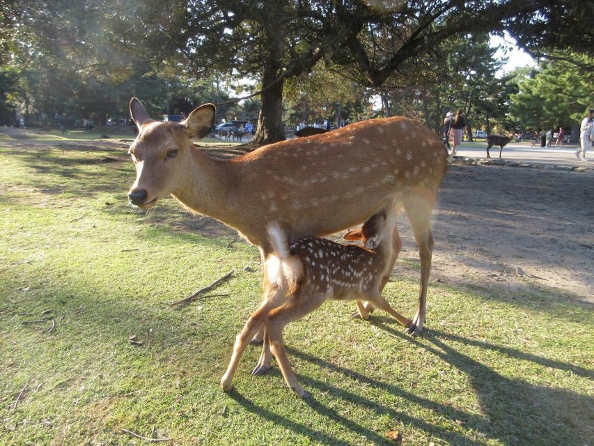NARA: Budda gigante, Cervi liberi nel parco (Guida italiana) - Nara Park deer: feeding biscuits the right way