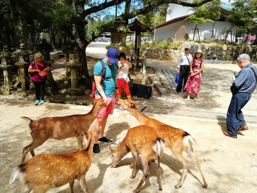 Nara: City Highlights Shared Group or Private Bike Tour - Bikes, Pace, and Physical Effort: What 3 Hours Really Means