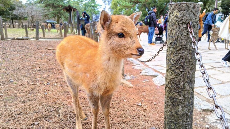 Nara: City Highlights Shared Group or Private Bike Tour - Price and Value: What $70 Covers (and What It Doesn’t)