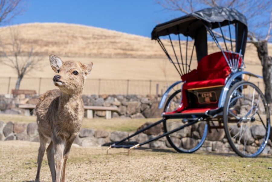 Nara: Cultural Heritage Tour by Rickshaw - Why a private rickshaw in Nara feels like the right speed