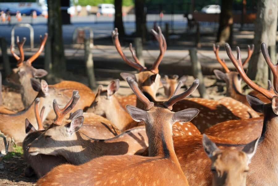 Nara Early Bird Tour (Kyoto Departure Option Available) - Why this Early Bird tour beats doing Nara on your own