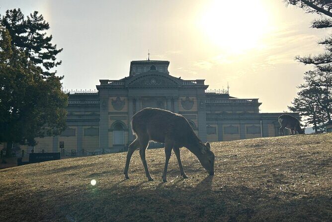 Nara Early Morning Tour (Kyoto or Osaka Departure Available) - Stop 1: Kofuku-ji Temple and its five-storied pagoda
