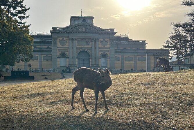 Nara Early Morning Tour (Kyoto or Osaka Departure Available) - Stop 4: Todaiji Temple and the Great Buddha (where the extra cost hits)