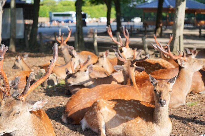 Nara Early Morning Tour (Kyoto or Osaka Departure Available) - Getting started: where the tour meets and how long it takes