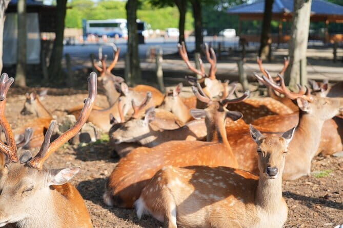 Nara Early Morning Tour (Osaka Departure Option) - Key points at a glance