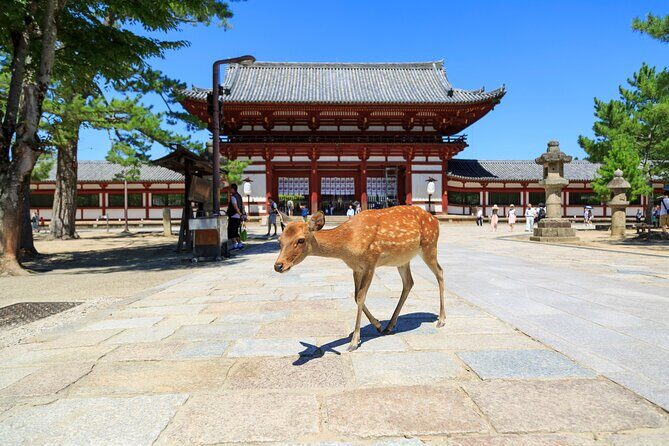 Nara: Enjoy Highlight Of Nara in 3 hours - Key points before you go