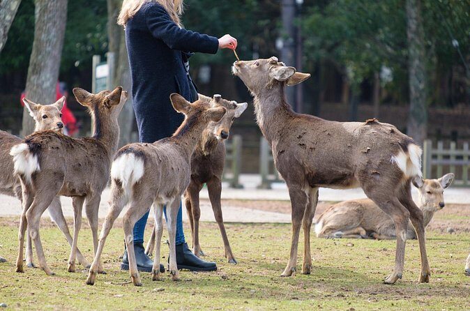 Nara: Enjoy Highlight Of Nara in 3 hours - Small group and guide style: what makes this tour feel human