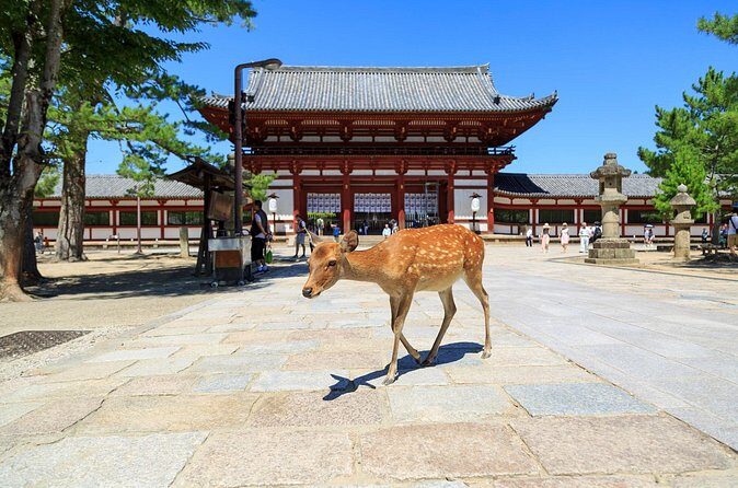 Nara: Enjoy Highlight Of Nara in 3 hours - Where you start and end: a route that saves you steps