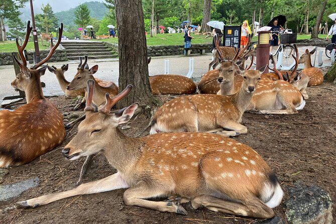 Nara: Essential Private Tour with Deer Park and Temples - Why Nara works so well for a private 3-hour tour