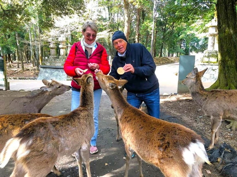 Nara: Great Buddha, Kasuga Shrine & Deer Park Tour - Key highlights at a glance