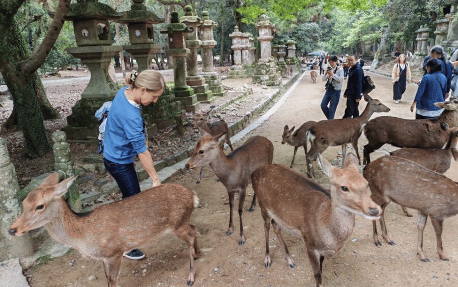 Nara: Great Buddha, Kasuga Shrine & Deer Park Tour - Kasuga Taisha: Lantern Paths Under Centuries of Devotion