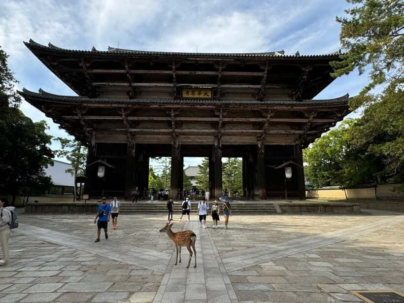 Nara: Great Buddha, Kasuga Shrine & Deer Park Tour - Walking Pace, Weather Reality, and What to Bring