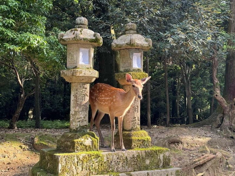 Nara: Great Buddha, Kasuga Shrine & Deer Park Tour - Who This Tour Suits Best in Nara