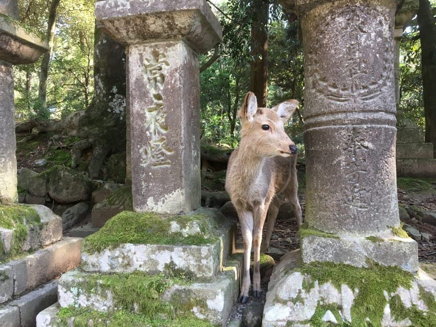 Nara: Half-Day Private Guided Tour - Tōdai-ji: The Great Buddha Stop That Sets the Tone