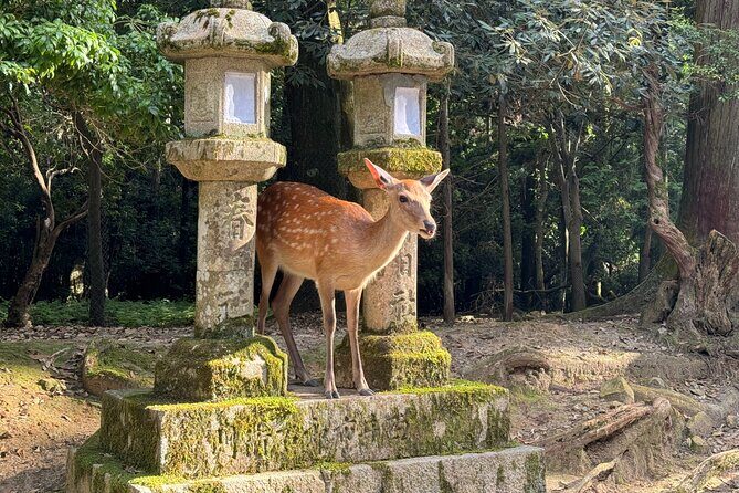 Nara: Half-Day Private Tour of 4 Must-See Spots & Deer Park - Key Highlights You’ll Actually Feel