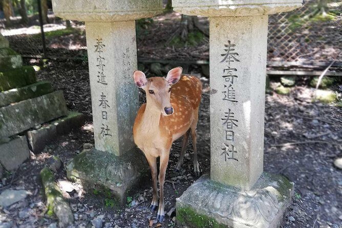 Nara Half Day Trip Walking Tour (Private Option Available) - Starting at Gyoki-bosatsu: where the day begins