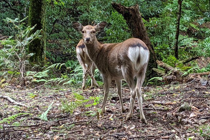 Nara - Heart of Nature Cross Bike Tour - Price, What’s Included, and What You Should Budget for