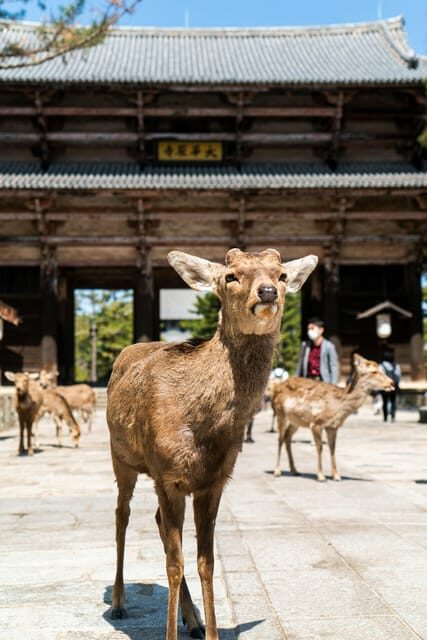 Nara Heritage Walkabout from Nara Park to Todaji-ji temple - From Kintetsu Nara to Nara Park: the warm-up walk and deer etiquette