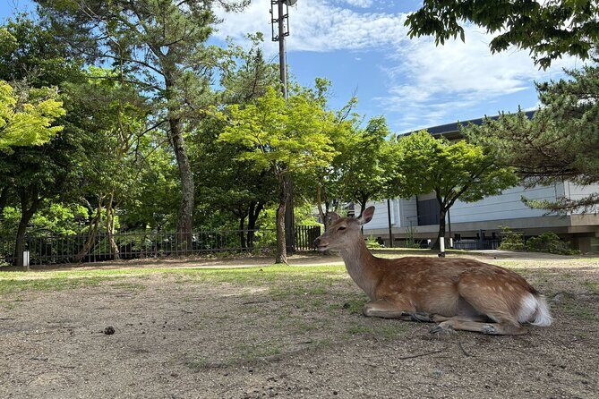 Nara Highlight Walking Tour with Furoshiki Experience with Lunch - Todai-ji and the Great Buddha: why scale hits different