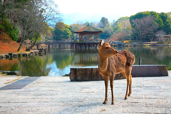 Nara Park, Osaka & Kobe from Kyoto Full Day tour - Key things that make this tour work well