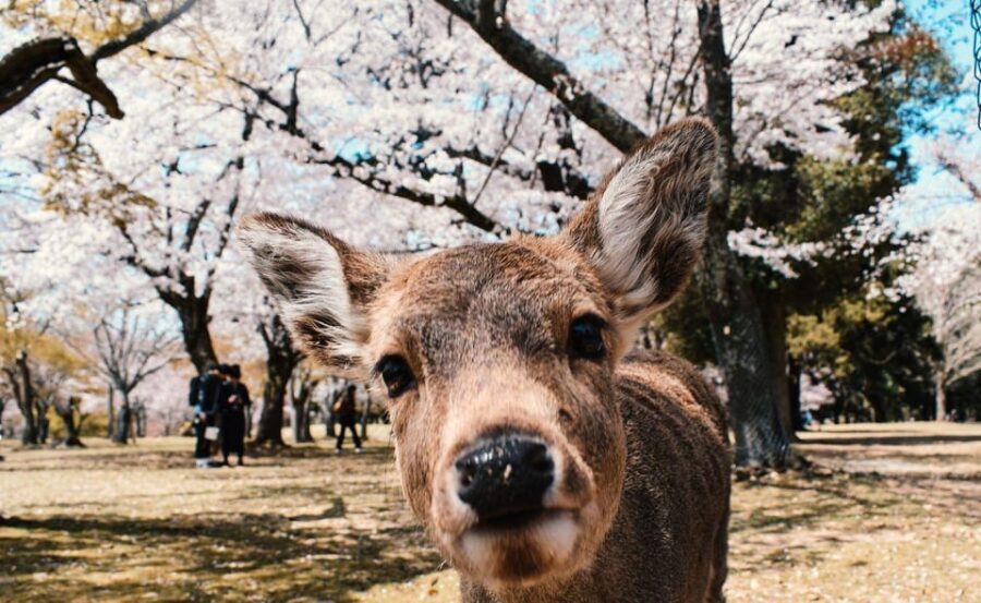 Nara: Private City Tour With A Local Guide - Todai-ji: the Great Buddha scale, plus the Nandaimon gate moment