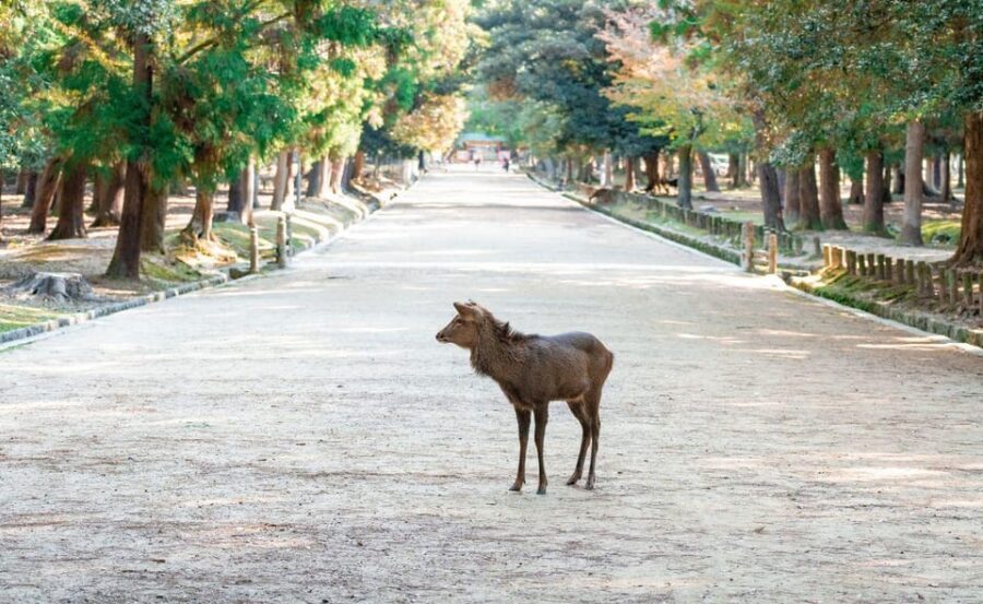 Nara: Private City Tour With A Local Guide - Meeting your guide in Osaka or Kyoto, then building your own route