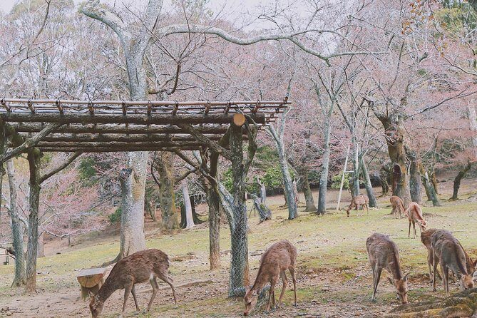 Nara Private Customizable Half Day Tour - Entering Nara with a 4-hour custom plan