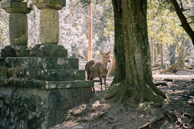 Nara Private Customizable Half Day Tour - Reservations you don’t have to chase