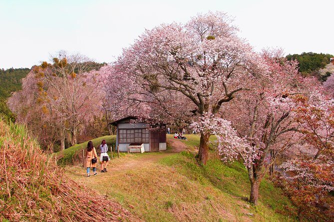 Nara Private Customizable Half Day Tour - Heijo Palace Museum: adding context without eating the day