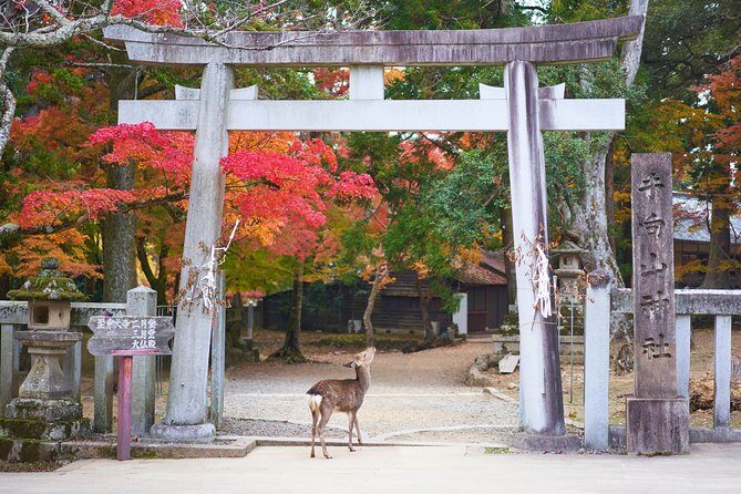 Nara Private Customizable Half Day Tour - Hotel pickup, English-speaking guides, and the “less stress” factor