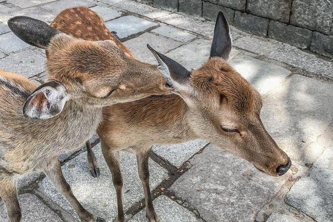 Nara Private Day Trip - Enjoy Your First-Time Visit to Nara! - Nigatsu-do: a short stop with a big architectural moment
