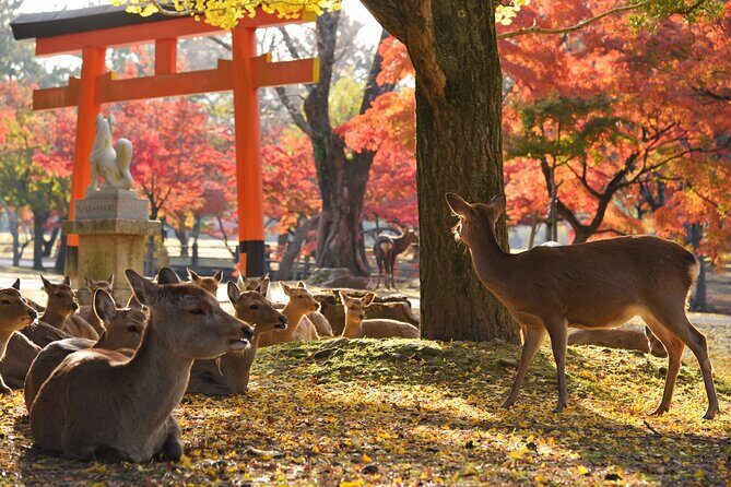 Nara Private Day Trip - Enjoy Your First-Time Visit to Nara! - Kofuku-ji Temple: pagoda views and statue-filled halls