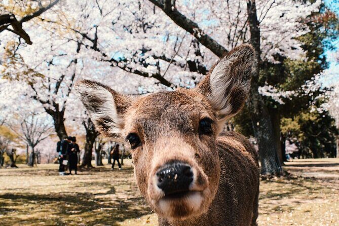 Nara : Private Day Walking Tour (From Osaka/Kyoto Possible) - Key things you’ll love about this Nara day walk