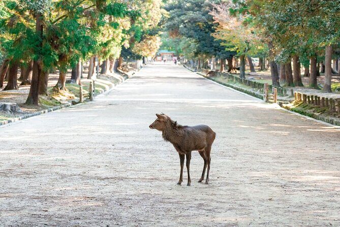 Nara : Private Day Walking Tour (From Osaka/Kyoto Possible) - Todai-ji, the Great Buddha, and Nandaimon Gate statues