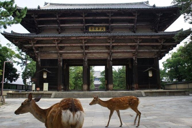 Nara Private Tour by Public Transportation from Osaka - Price and what you’re really paying for