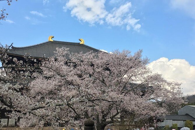 Nara private tour (Shore excursion available from Osaka or Kobe port) - Getting started right: 9:00 am pickup from Osaka or Kobe port