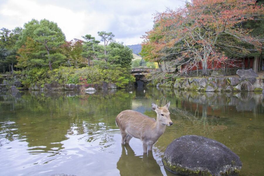 Nara: Private Walking Tour with a Local - Popular sights, then smart detours for atmosphere and fewer crowds