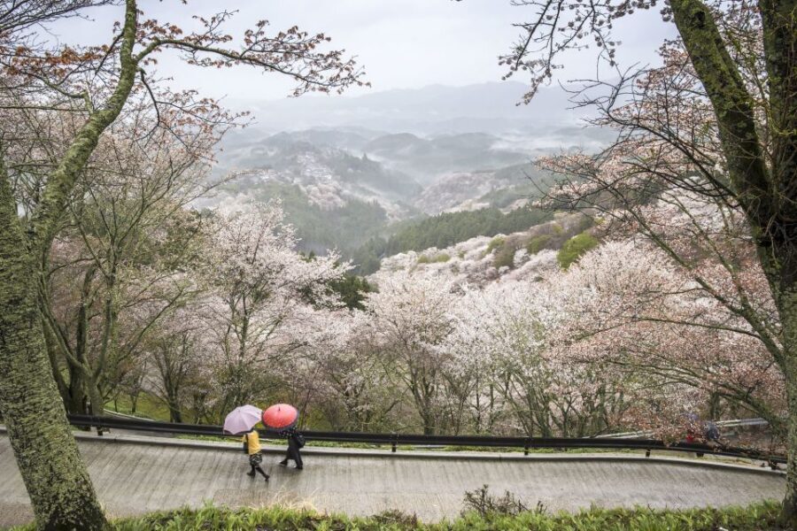 Nara: Private Walking Tour with a Local - 3–6 hours of flexible Nara sightseeing, built around your pace