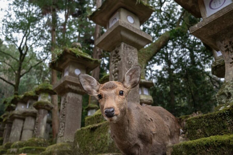 Nara: Todai-ji y parque de Nara (Spanish Guide) - Price and value: what $85 buys you in a 5-hour day