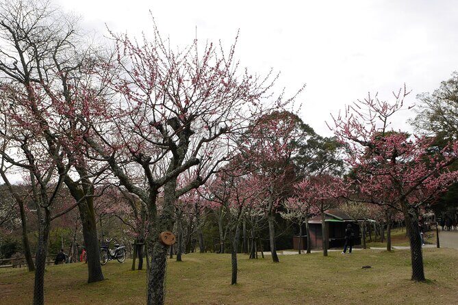 Nara Todaiji Kasuga Taisha Private Full Day Tour From Kyoto - Gyoki Statue stop: a quick orientation moment