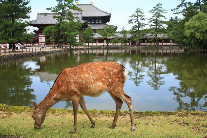 Nara Todaiji Lazy Bird Walking Tour - Key Things That Make This Nara Tour Worth Your Afternoon