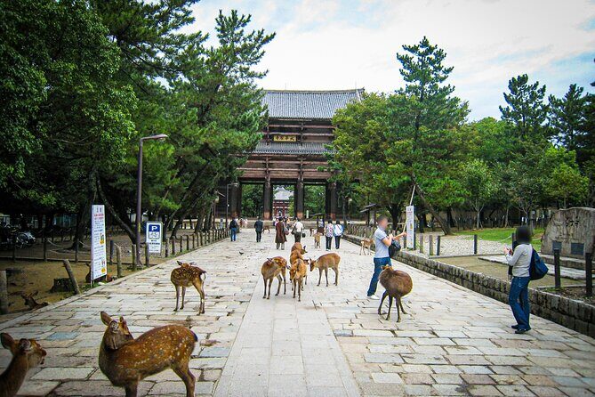Nara World Heritage PRIVATE TOUR - Timing, Crowds, and Summer Heat: How to Make It Feel Easy