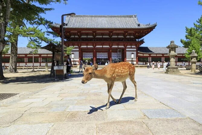 NARUTO & BORUTO at Nijigen no Mori Park Entry& Bus Transportation - Bus transportation from Kyoto or Arima Onsen: comfort, convenience, and reality checks