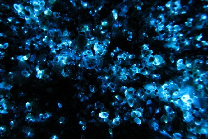 Night Kayak Tour Relax Under the Natural Glow of Sea Fireflies - Sensuijima Island: where the evening starts to feel special