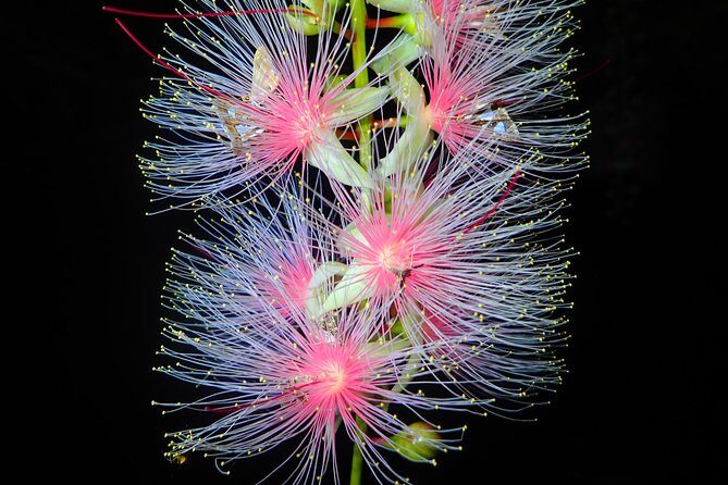 Night Tour in Iriomote: Watch the One-Night Flower “Sagari-bana” - Key things to know before you go