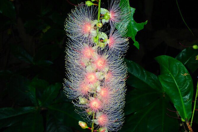Night Tour in Iriomote: Watch the One-Night Flower “Sagari-bana” - Why the Sagari-bana night tour feels different than a normal walk
