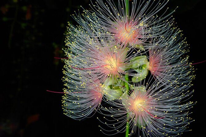 Night Tour in Iriomote: Watch the One-Night Flower “Sagari-bana” - The night flow: what happens between 8:00 pm and drop-off