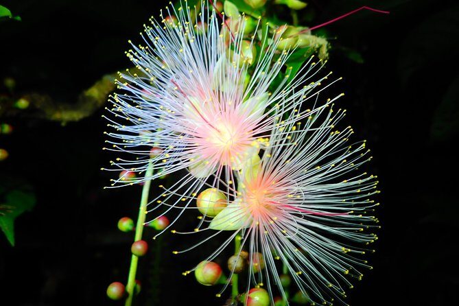 Night Tour in Iriomote: Watch the One-Night Flower “Sagari-bana” - Stop on Iriomote-jima: finding the phantom blossoms after dark