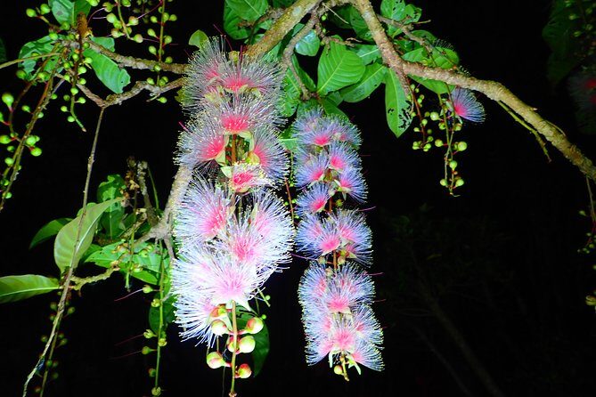 Night Tour in Iriomote: Watch the One-Night Flower “Sagari-bana” - Wildlife and photography: how to make your Sagari-bana photos better