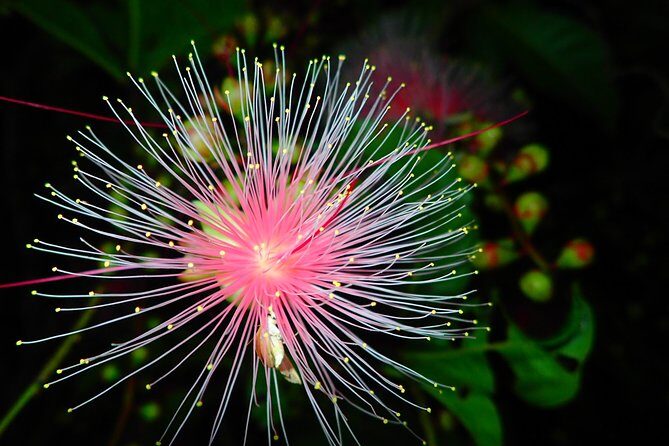 Night Tour in Iriomote: Watch the One-Night Flower “Sagari-bana” - Rain, tides, and why the guide’s plan beats your guesswork